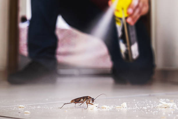 Best Pest Prevention Services  in Bruceville Eddy, TX